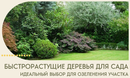Быстрорастущие деревья для сада идеальный выбор в Карабулаке
