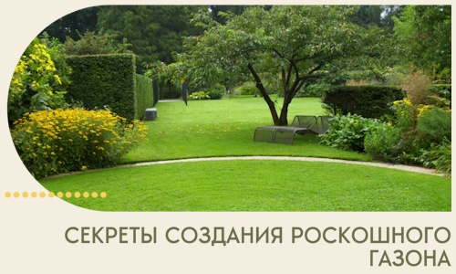 Секреты создания роскошного газона в Карабулаке